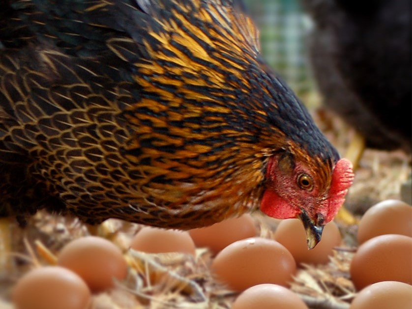 测量家禽和蛋品行业的质量参数